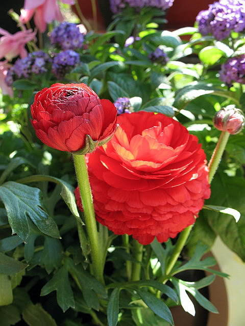Persian Buttercup